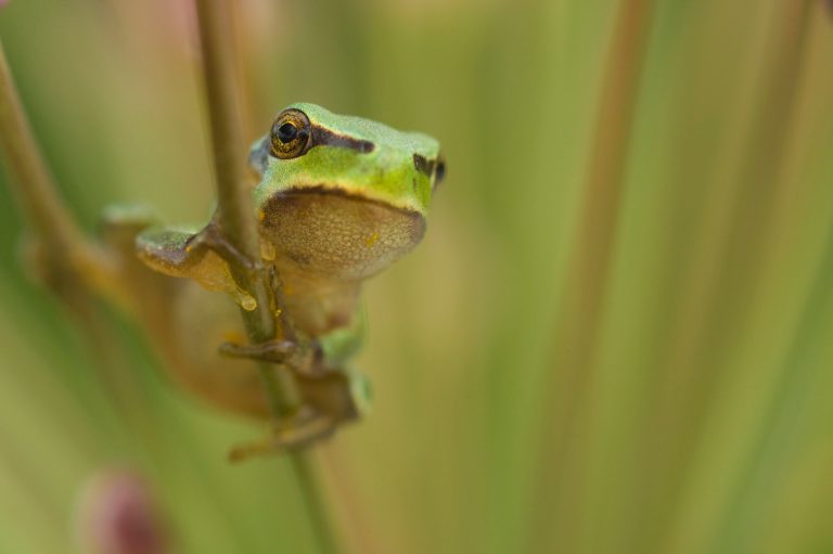 Ein Europäischer Laubfrosch in Nahaufnahme auf einer Pflanze sitzend.