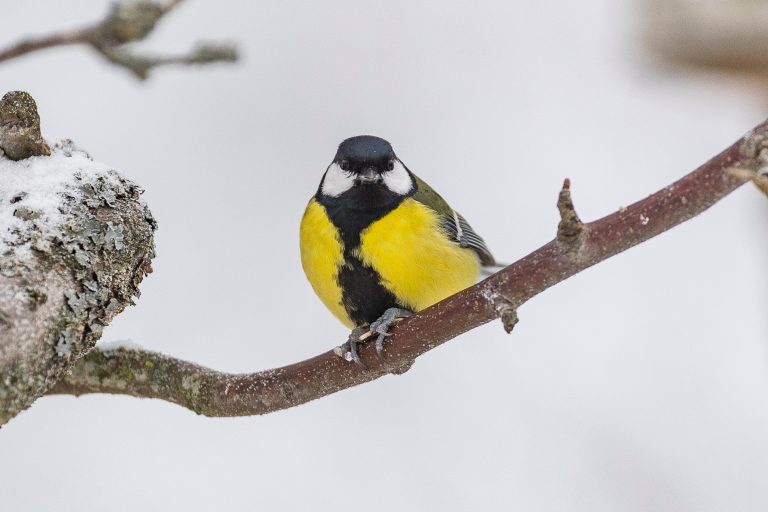 Une mésange charbonnière assise sur une branche.