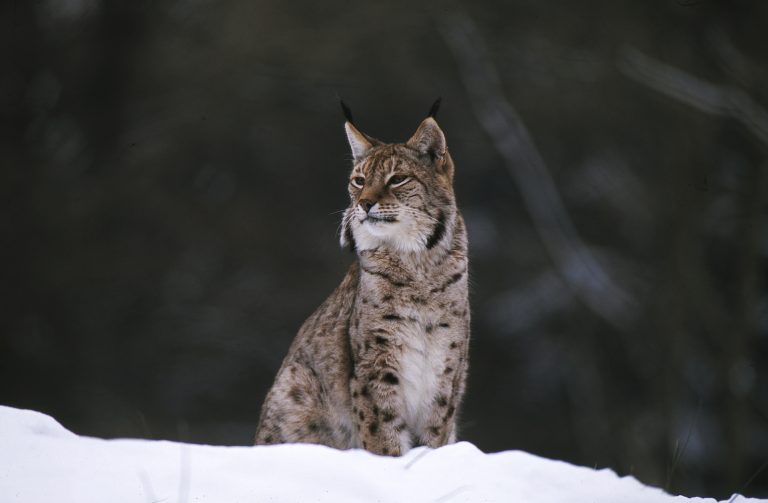 Ein Luchs im Schnee.