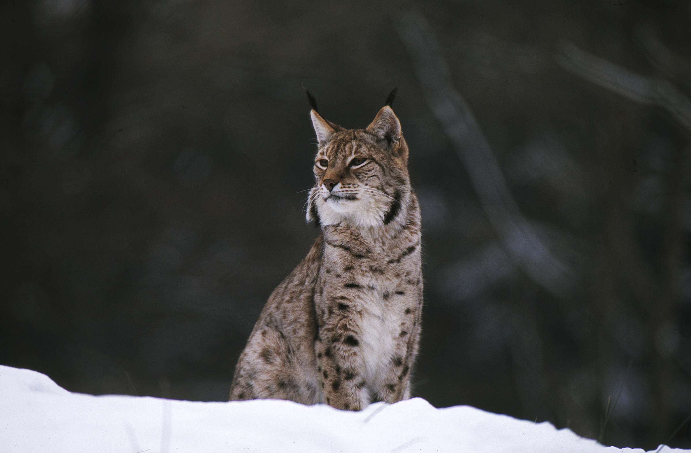 Una lince nella neve.