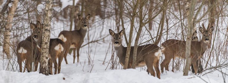 Un groupe de chevreuil dans une forêt enneigée.