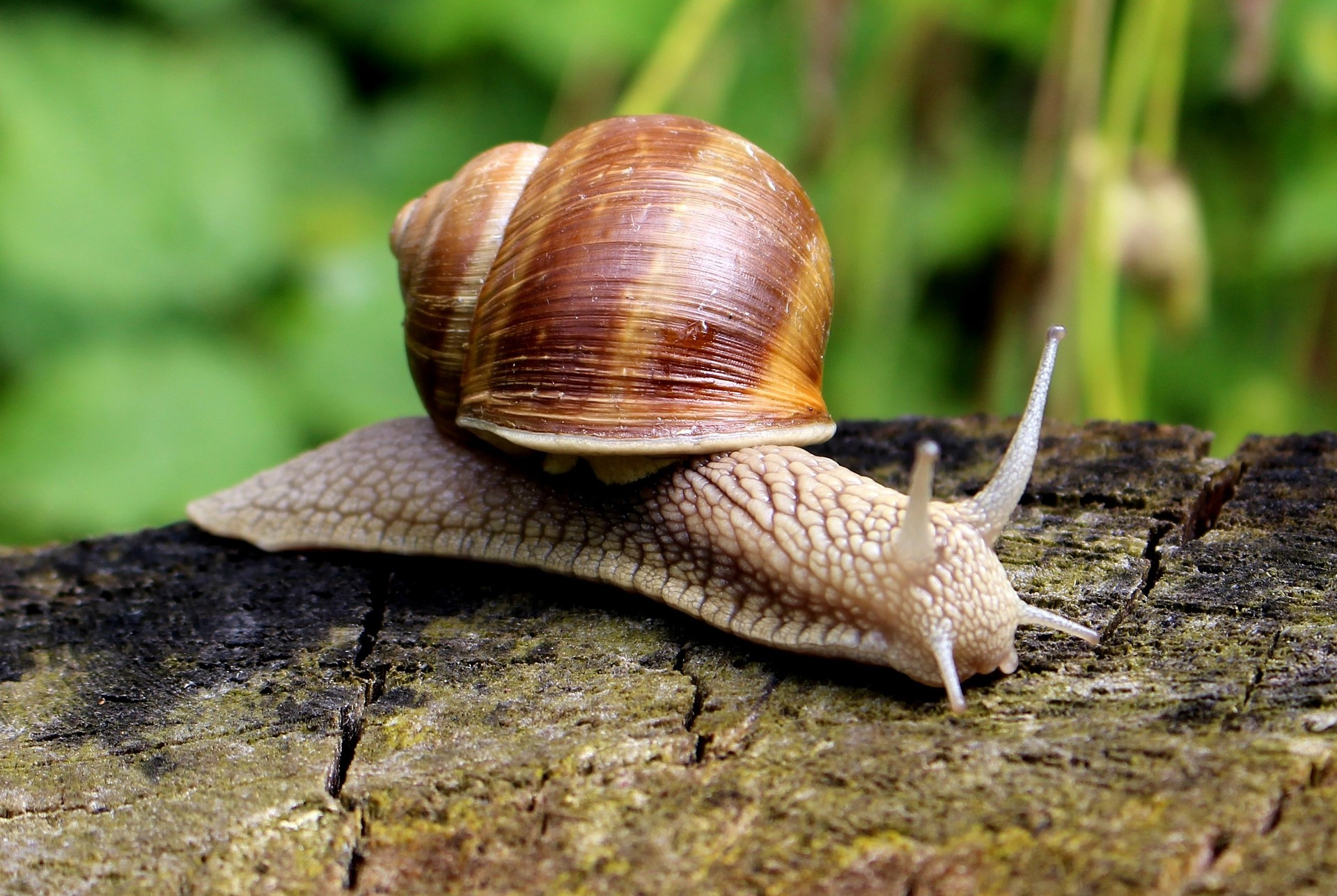 Helix pomatia