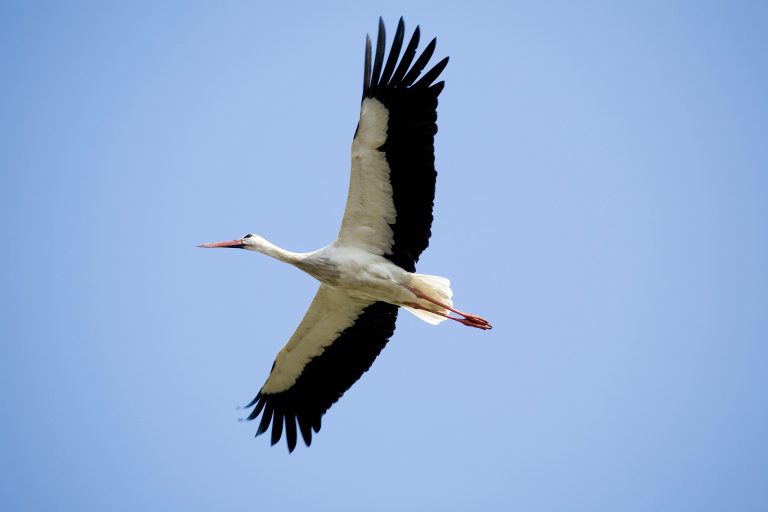 Une cigogne blanche en vol.