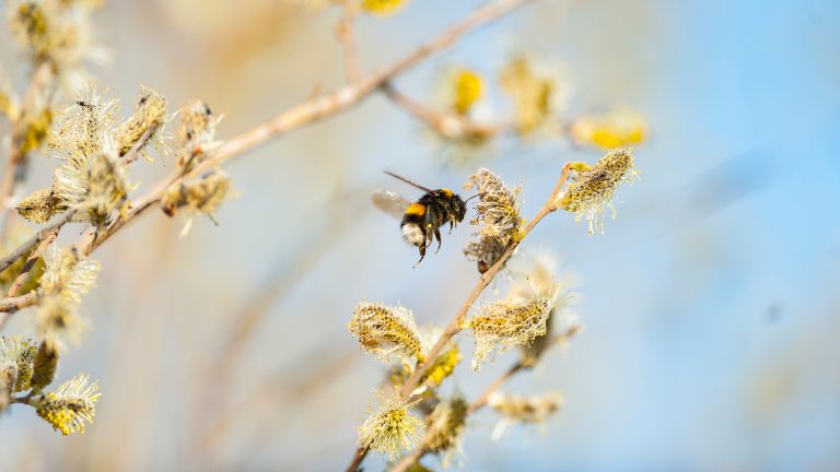 Eine Erdhummel fliegt ein Weidenkätzchen an.