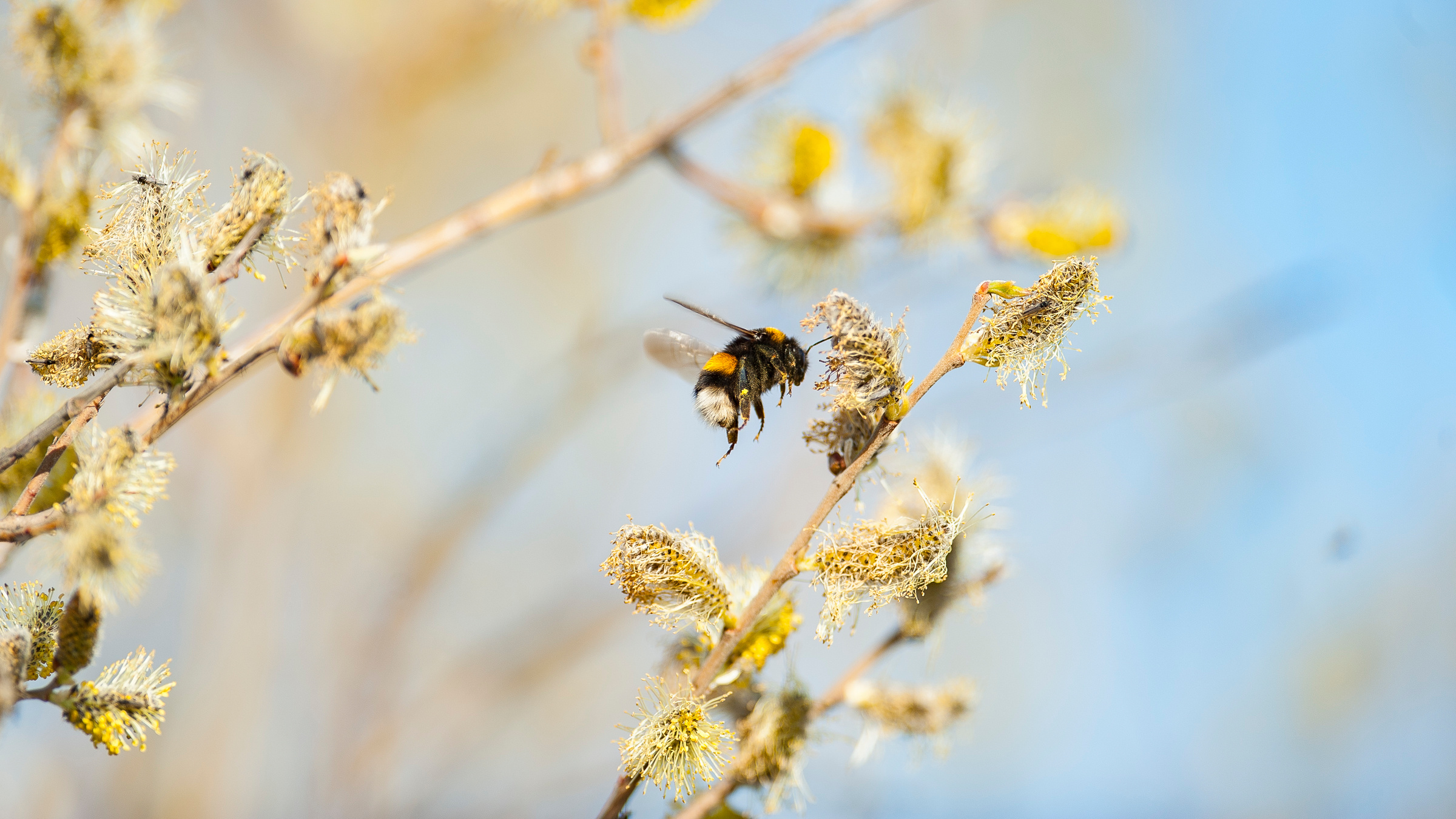 Un bourdon terrestre vole vers un chaton de saule.