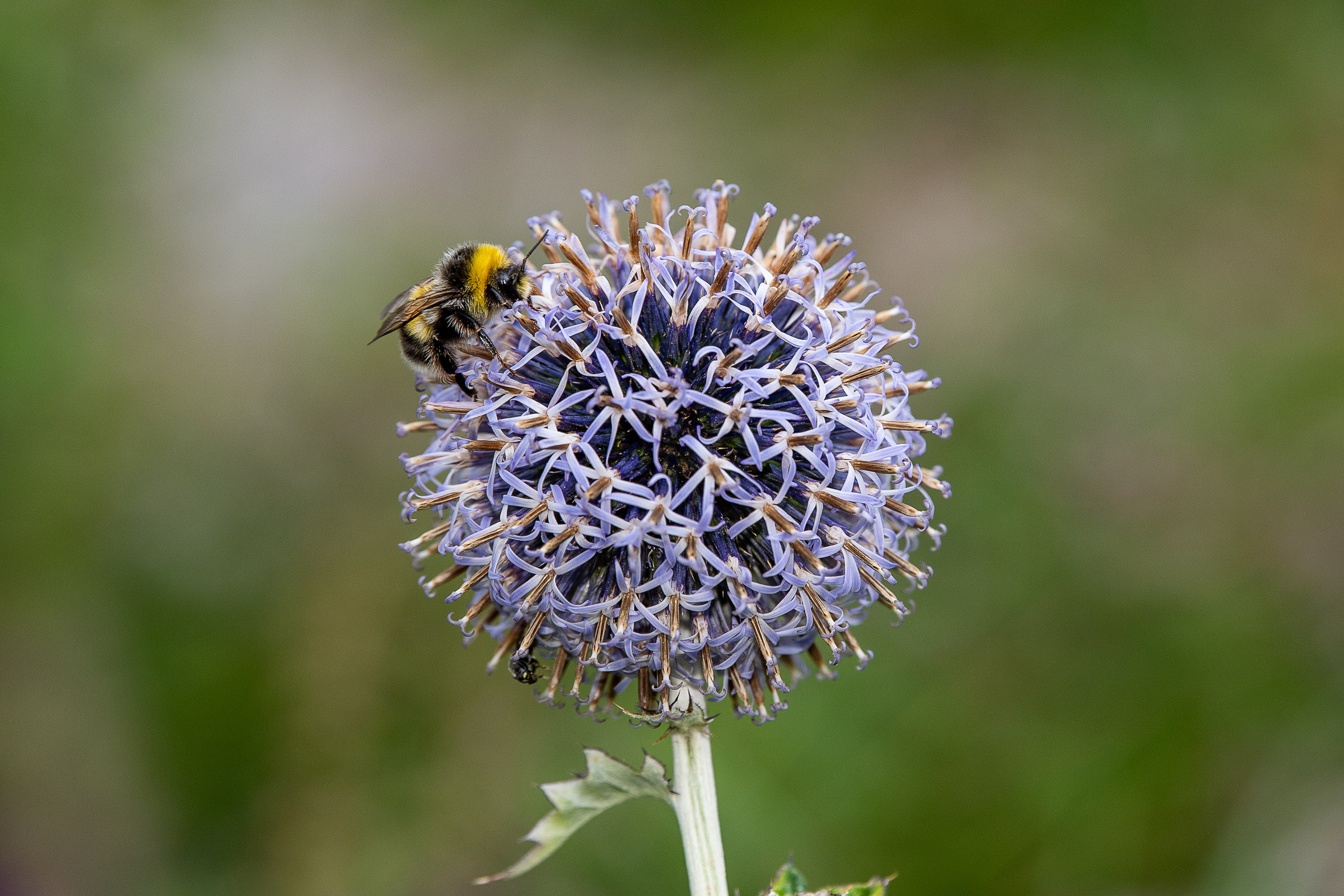 Un bombo succhia il nettare da un fiore.