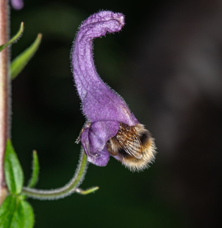 Eine Heidehummel saugt Nektar.