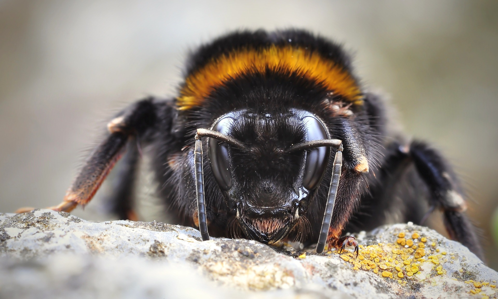 Eine Hummel in Grossaufnahme.