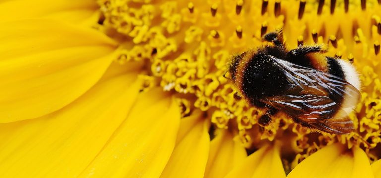 Eine Hummel sitzt auf einer Sonnenblume.