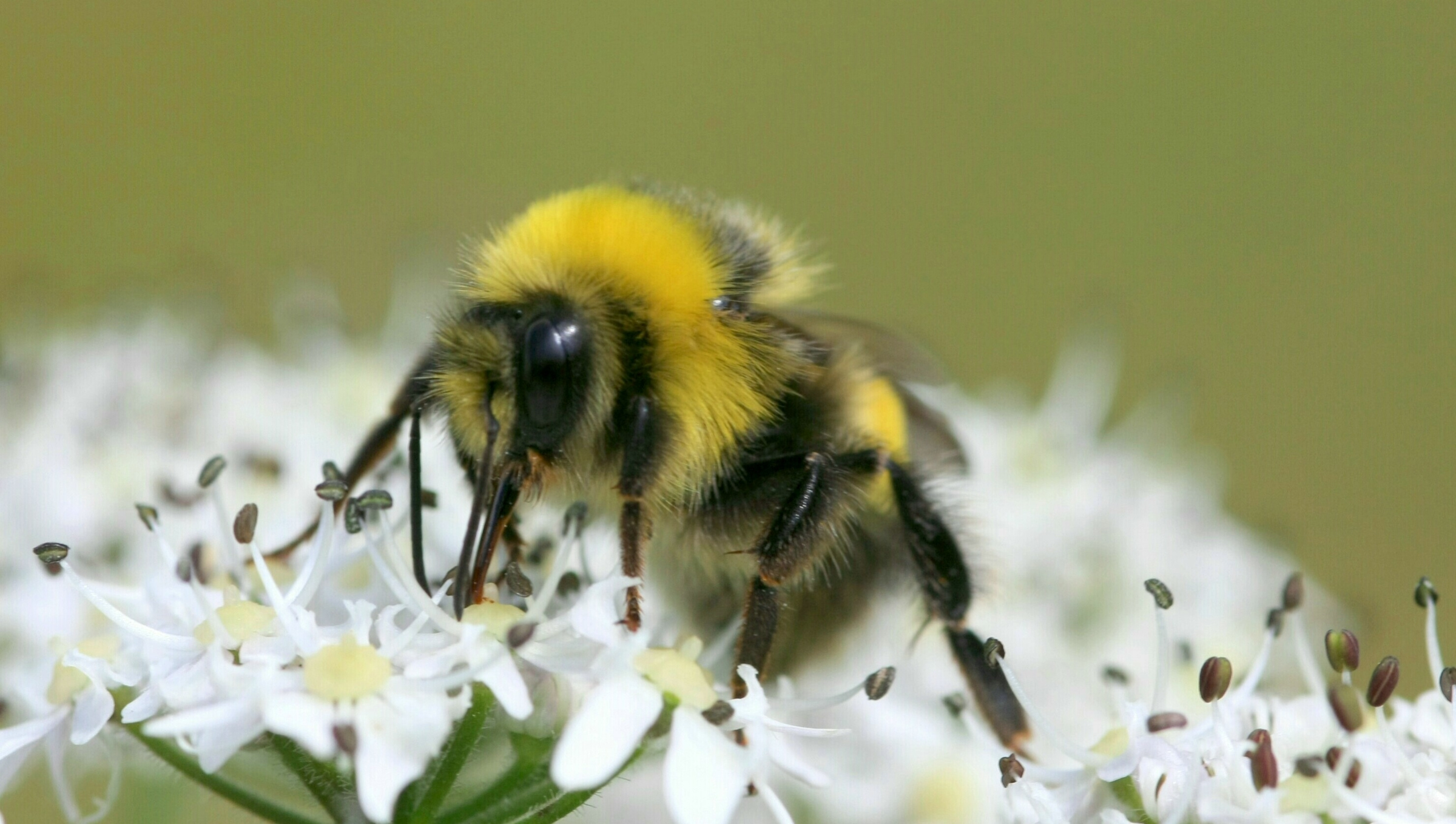 Eine Hummel saugt Nektar einer Blüte.