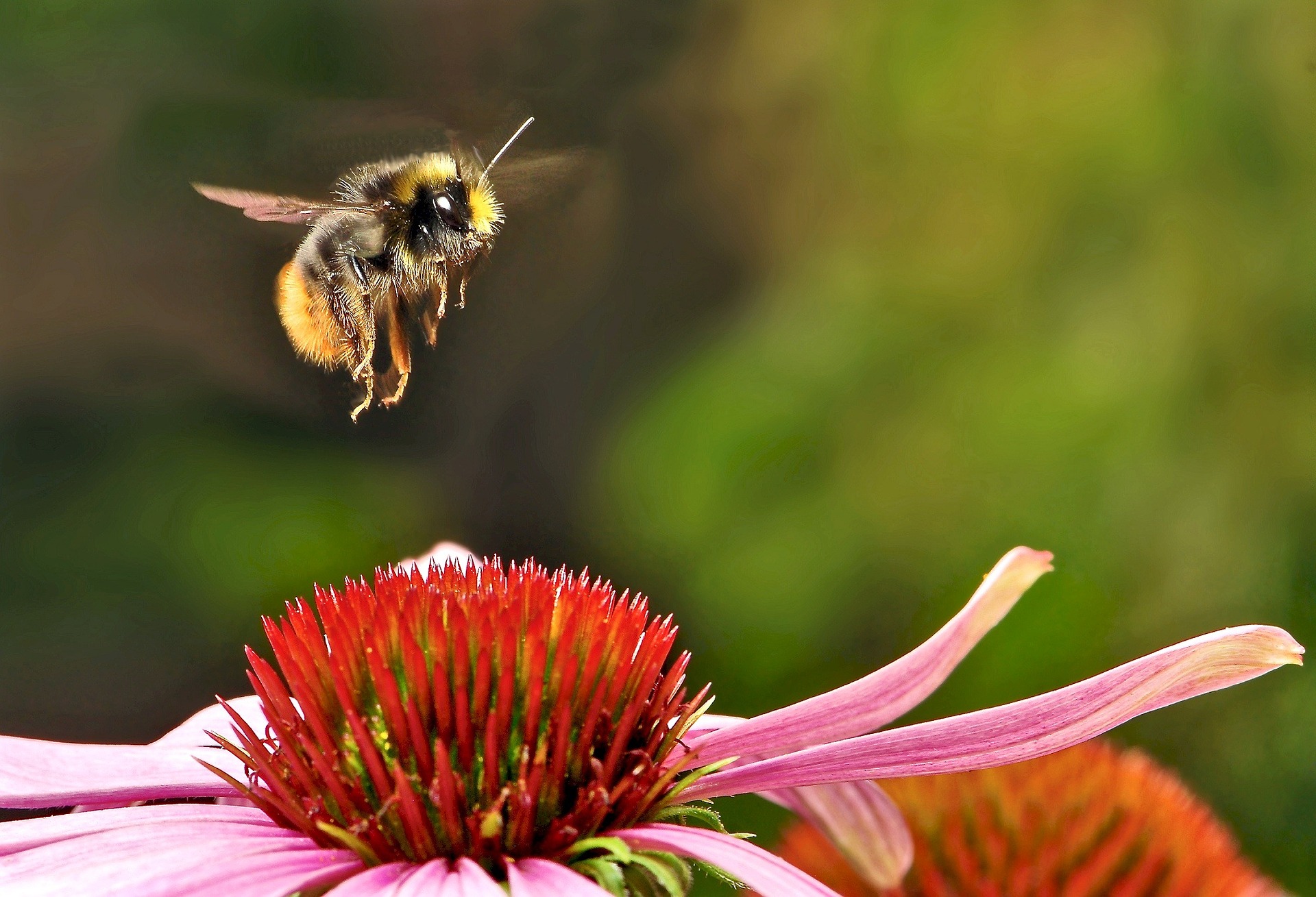 Eine Hummel fliegt eine Blüte an.