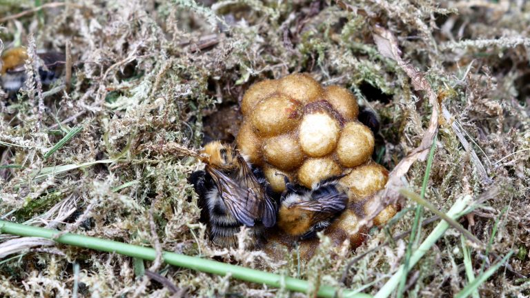 Un nido di bombi nel terreno