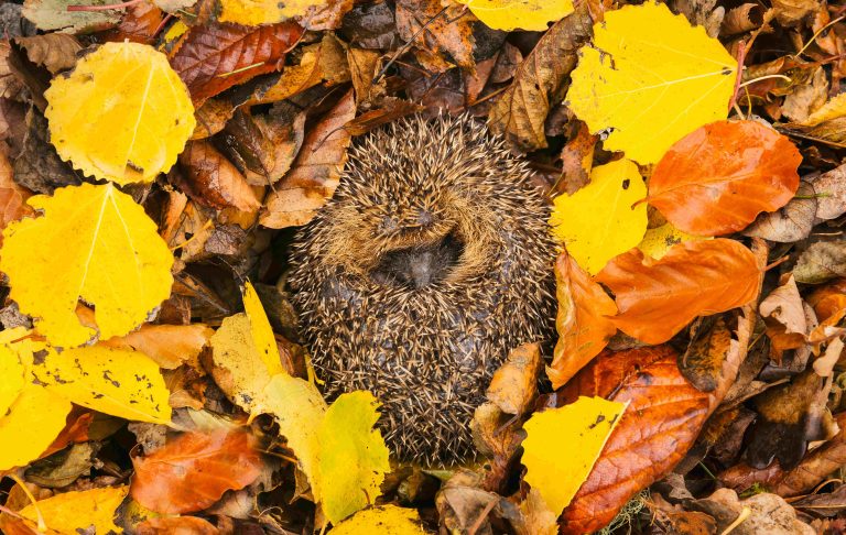 Igel im Herbstlaub