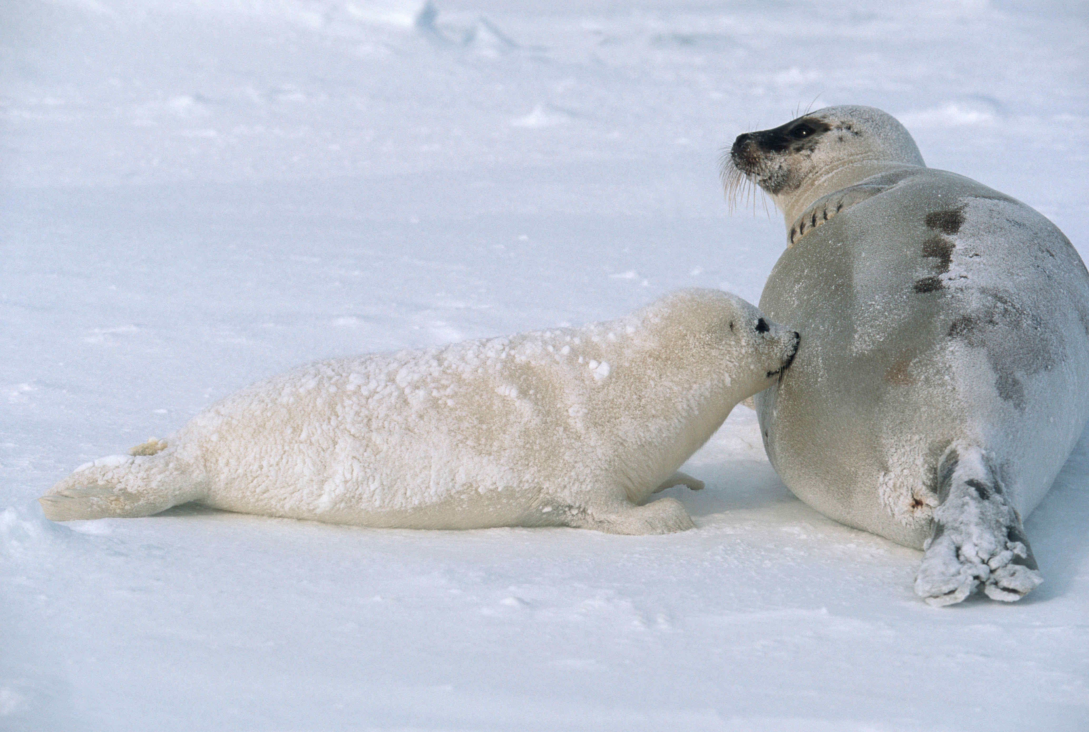 Femmina di foca dalla sella con il cucciolo.