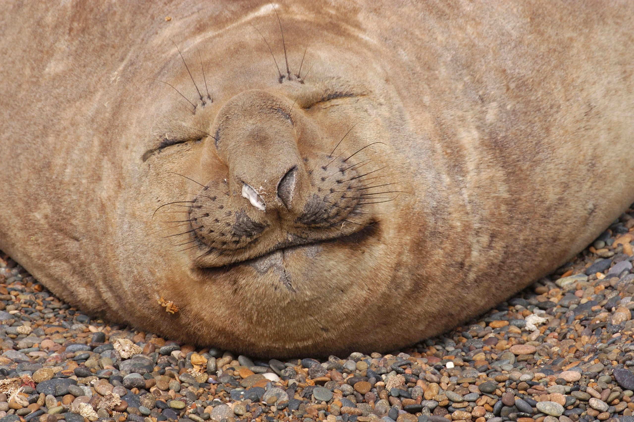 Eléphant de mer du sud