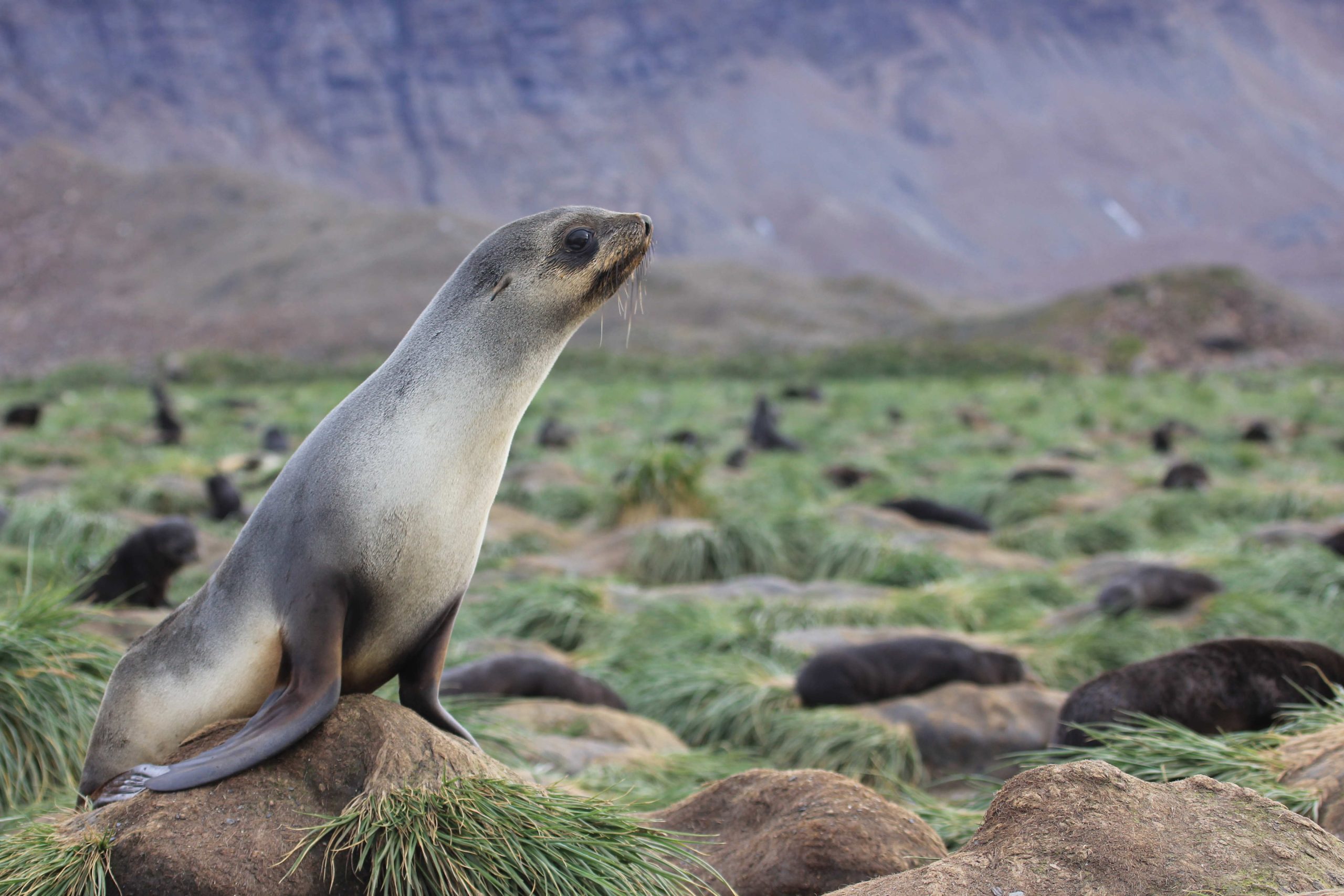 Otaria orsina antartica