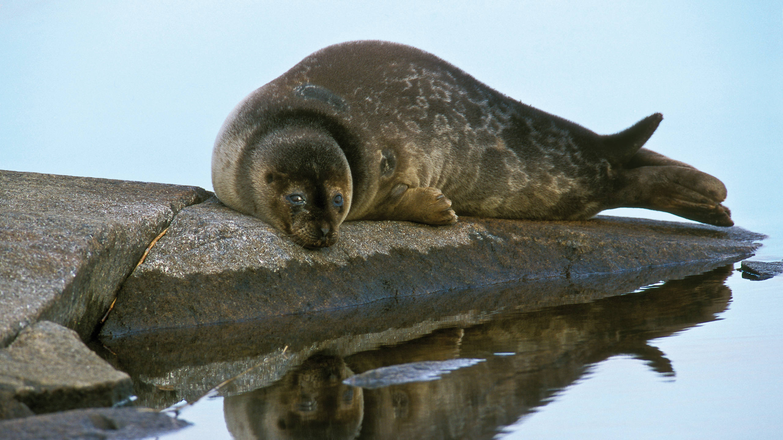 Foca del Saimaa