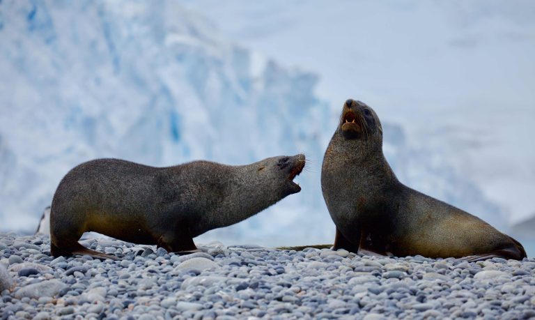 Otaria orsina antartica