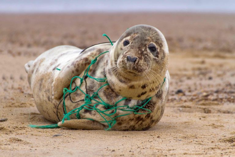 Una foca grigia è rimasta impigliata in una vecchia rete da pesca.