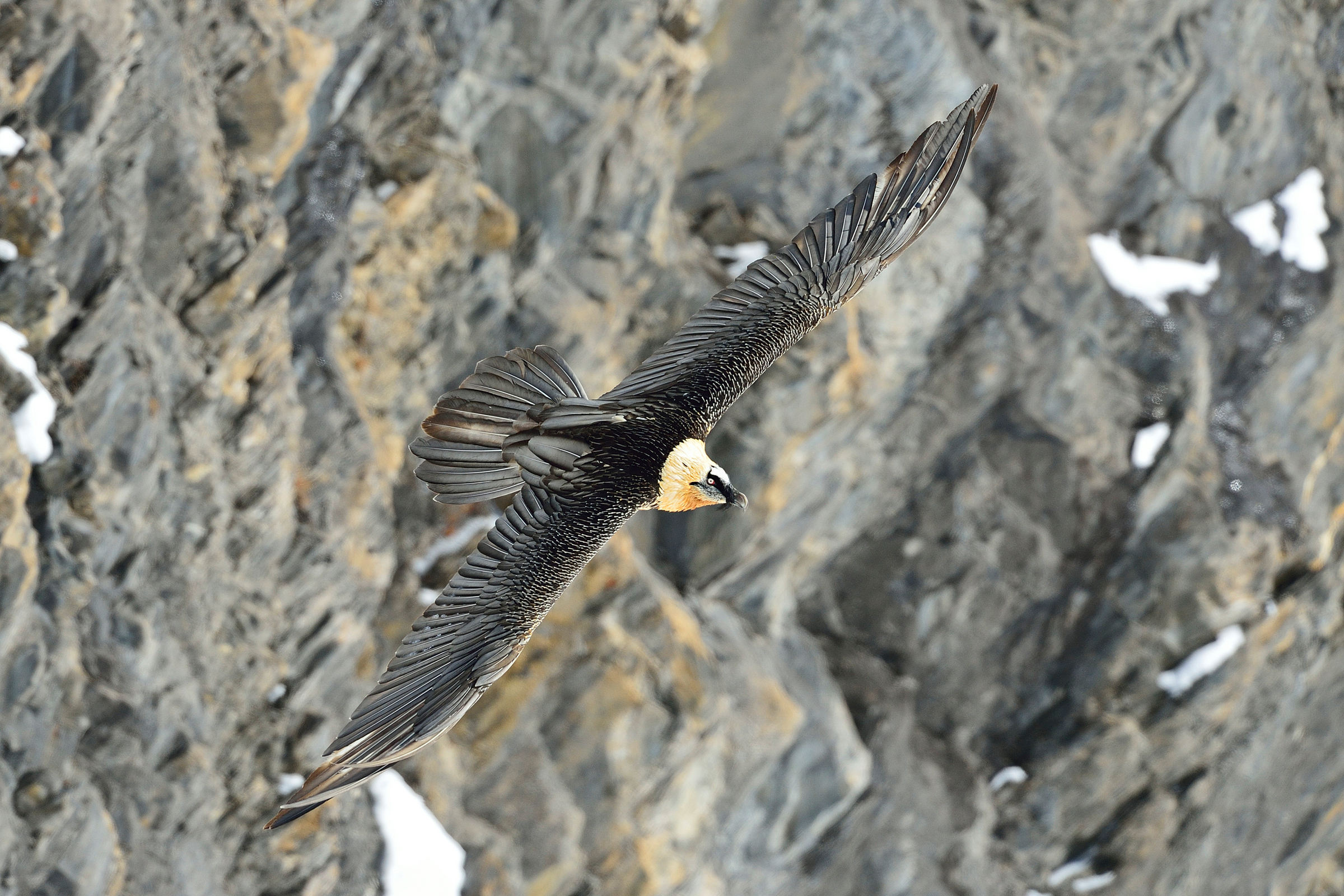 Bartgeier in den Schweizer Alpen