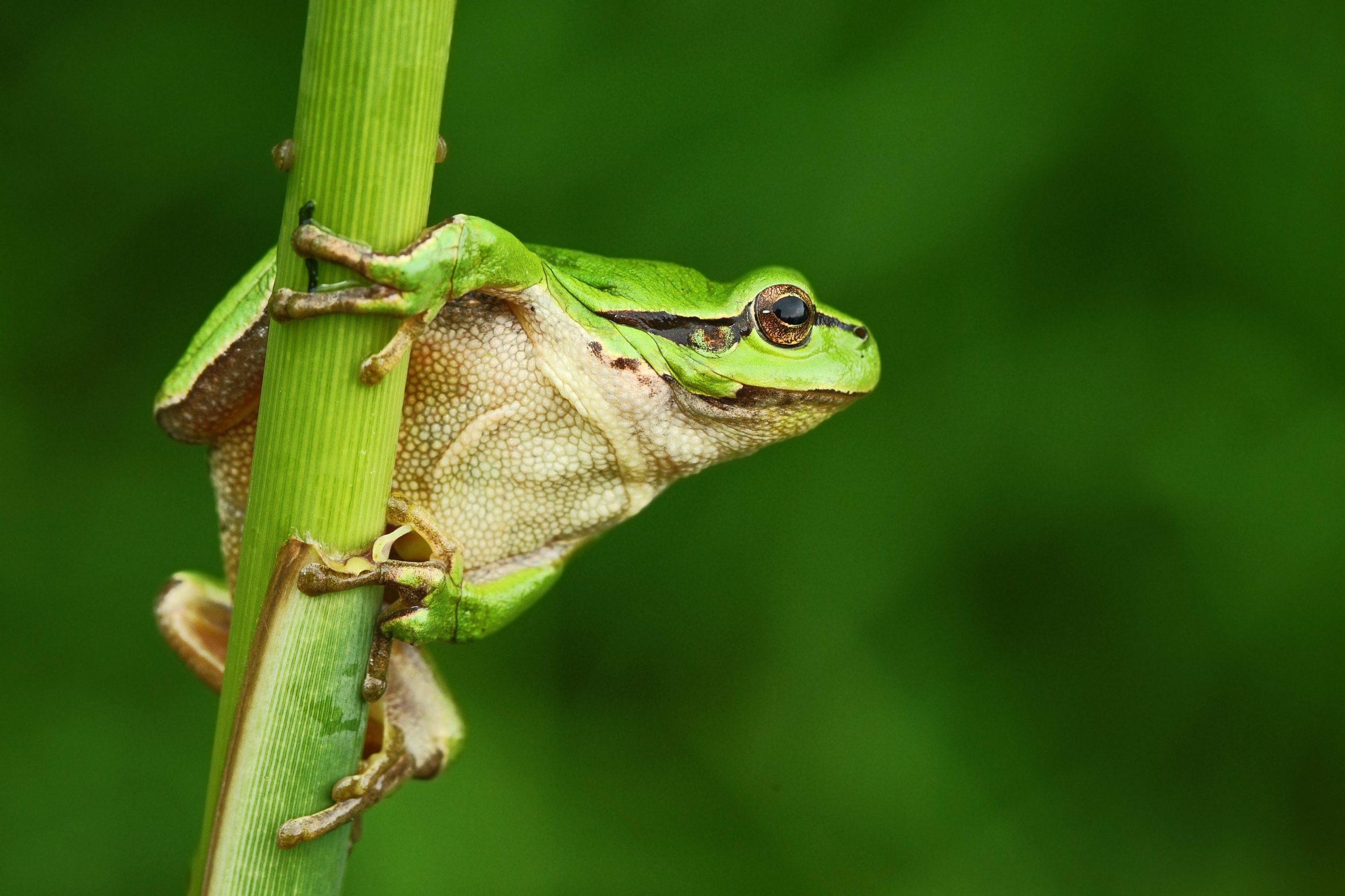 Une rainette verte