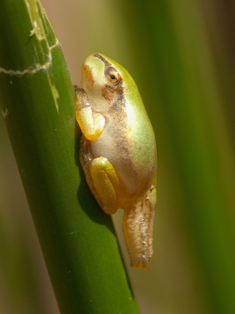 Junger Laubfrosch