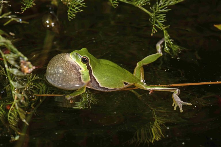 Une rainette dans l'eau