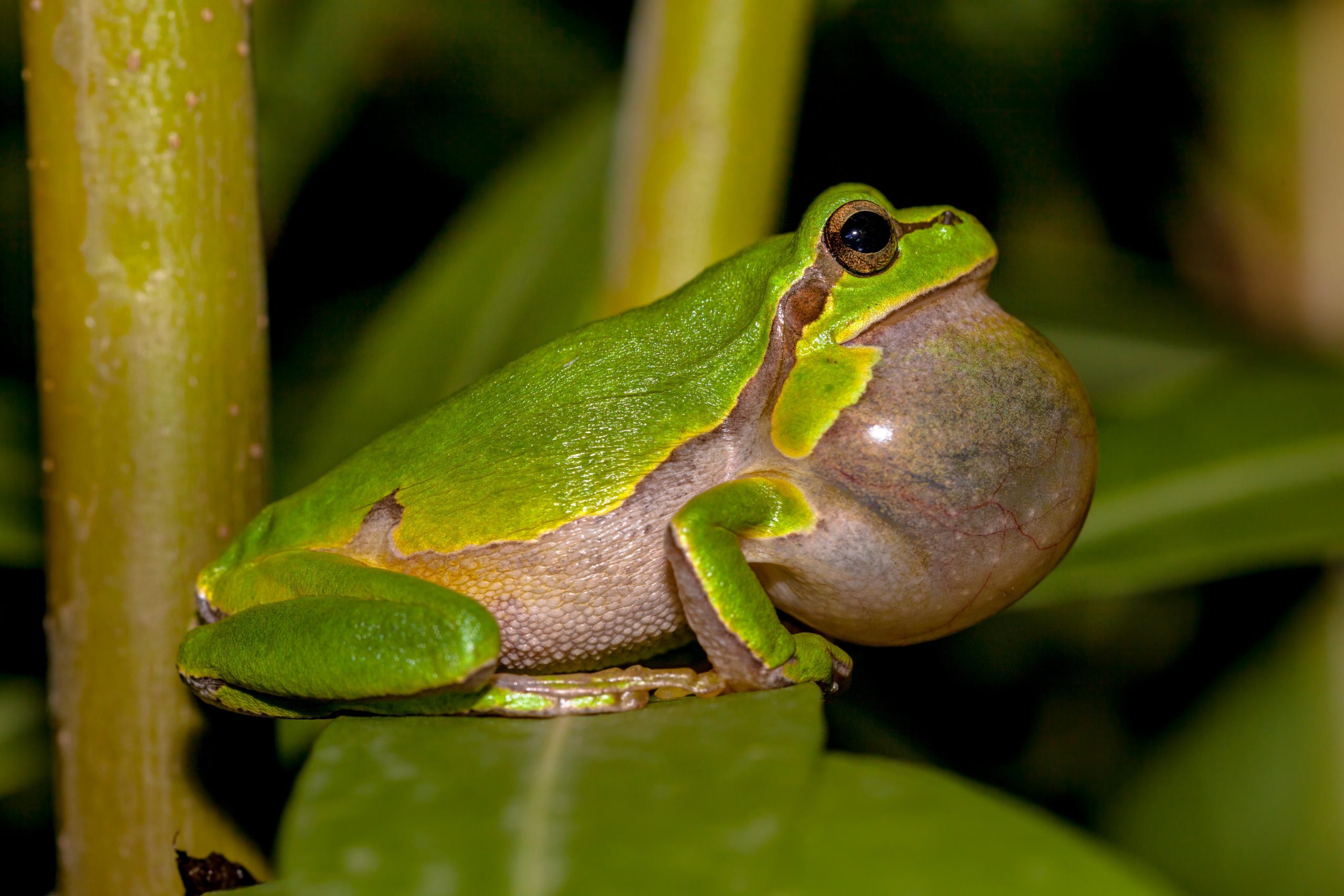 Laubfrosch