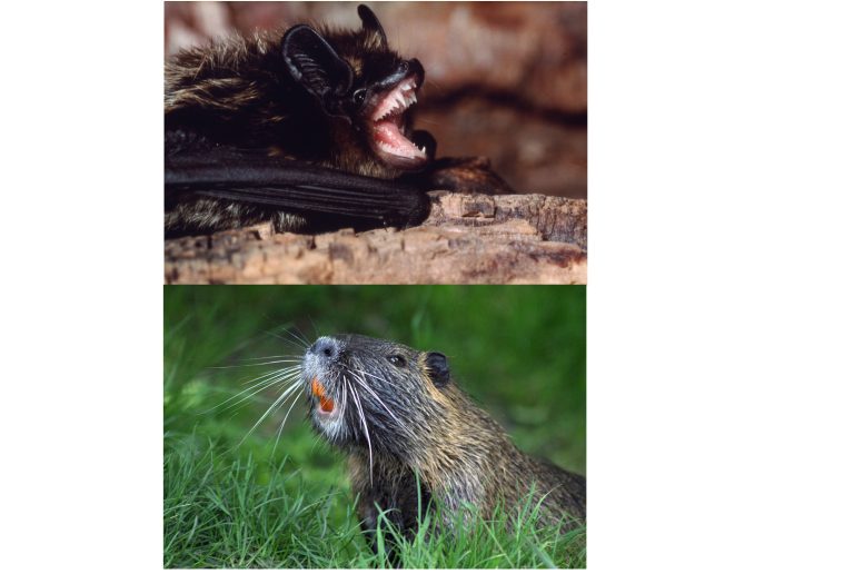 Comparaison entre les dents de chauve-souris et les dents de castor
