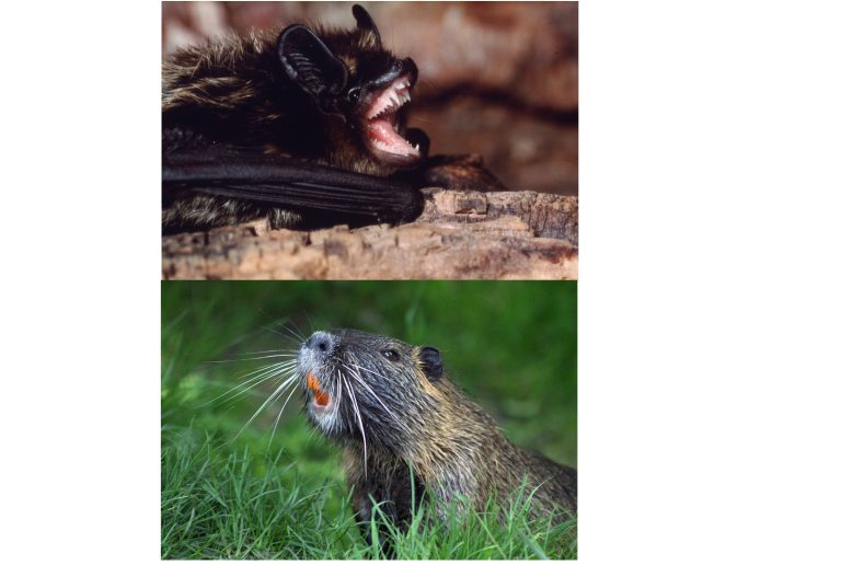 Confronto tra i denti di pipistrello e di nutria