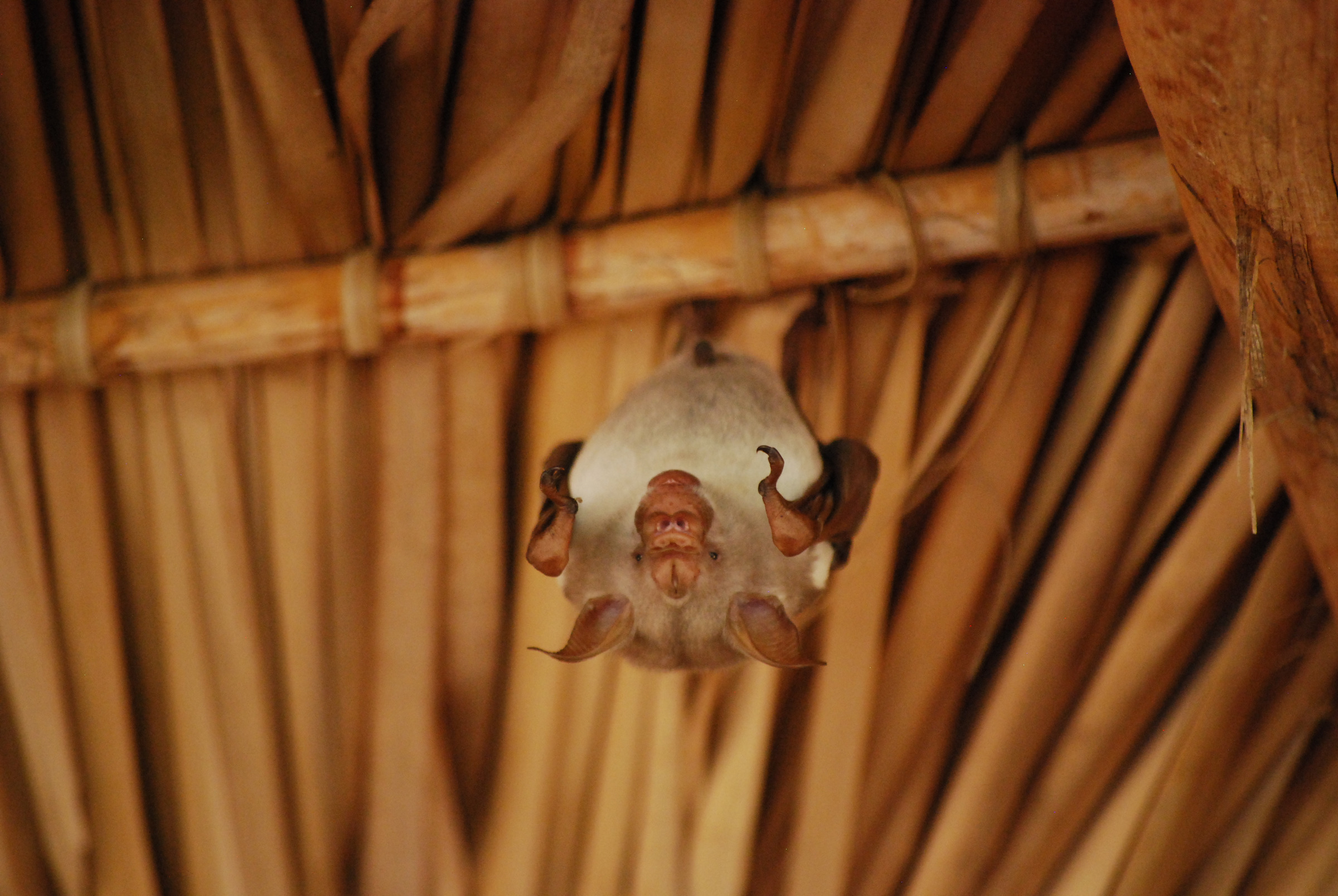 Pipistrello in Madagascar