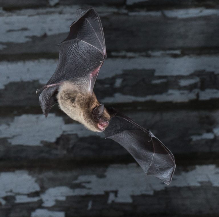 Vespertilio bruno, una specie di pipistrello canadese