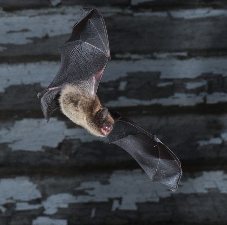 Une petite chauve-souris brune Myotis lucifugus