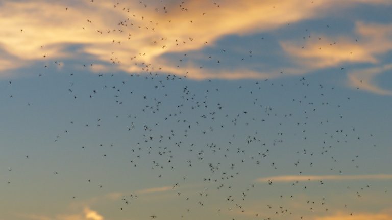 Uno sciame d'insetti è uno spuntino prelibato per i pipistrelli.