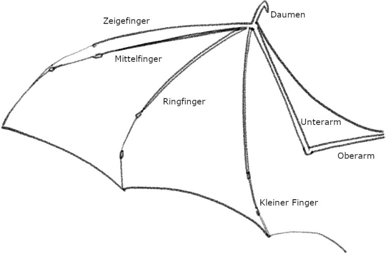 Structure d'une aile de chauve-souris