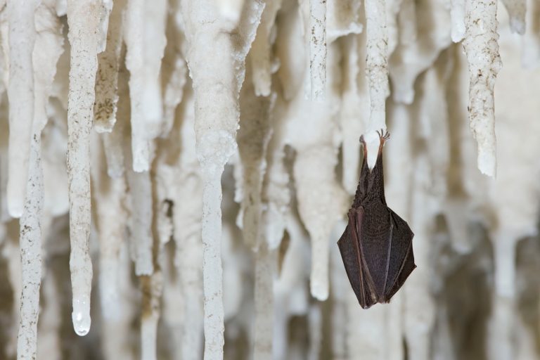 Pipistrello ferro di cavallo minore in letargo