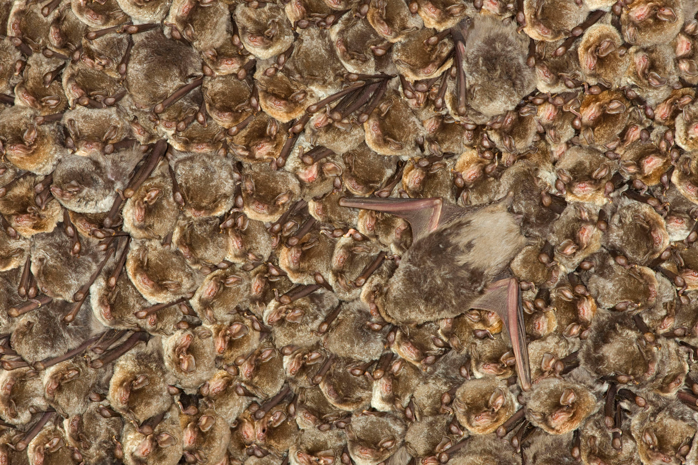 Gros plan sur une colonie de chauves-souris Minioptère de Schreibers