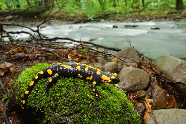 Feuersalamander