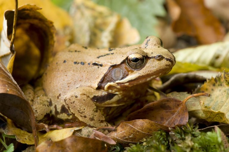 Une grenouille agile