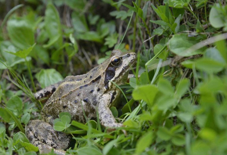 Grasfrosch