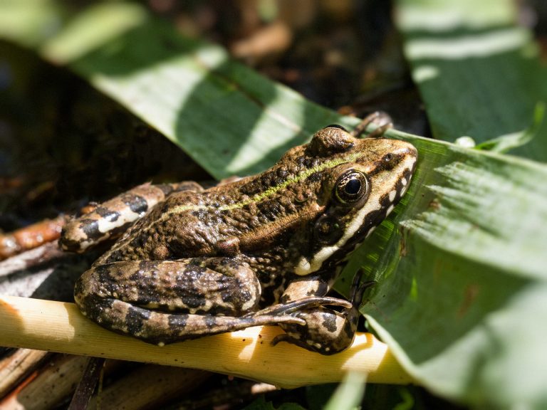 Une grenouille verte ou grenouille comestible