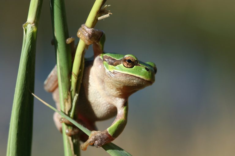 Laubfrosch