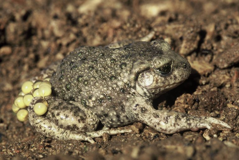 Un crapaud accoucheur portant des oeufs