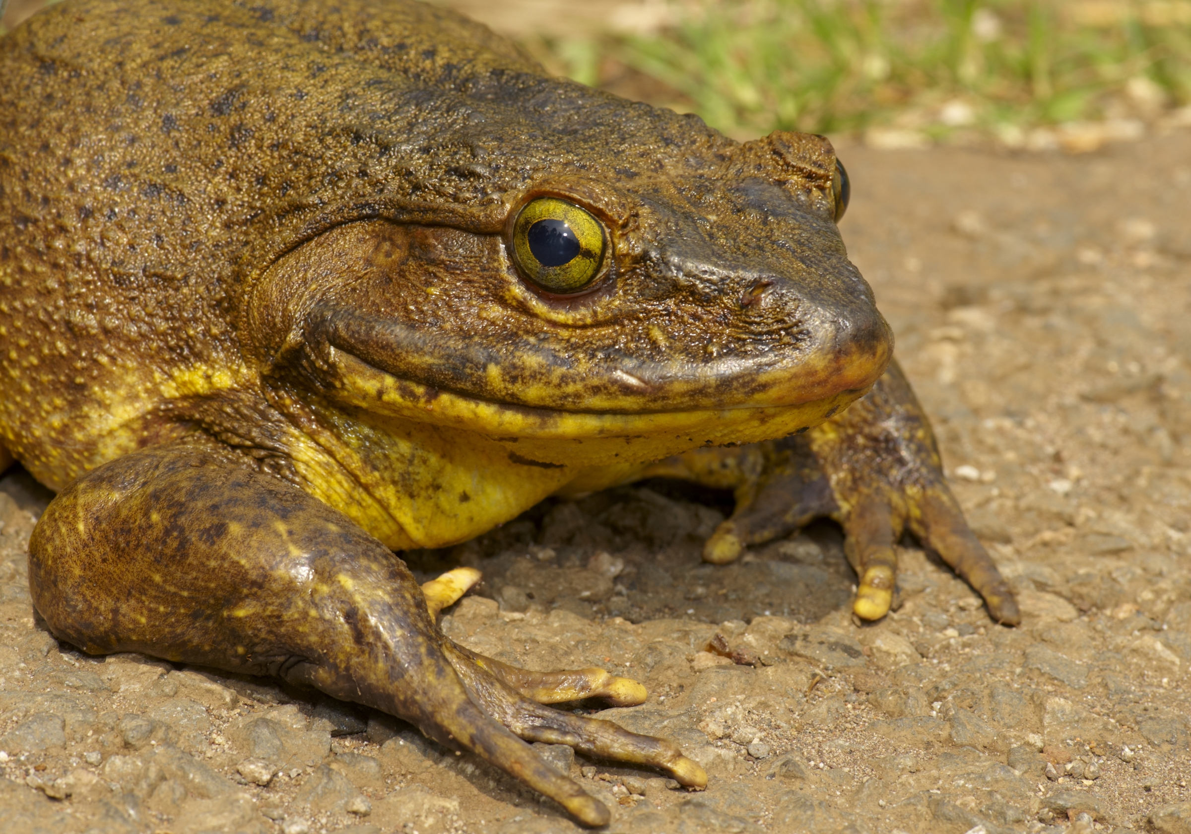 Une grenouille géante ou grenouille goliath