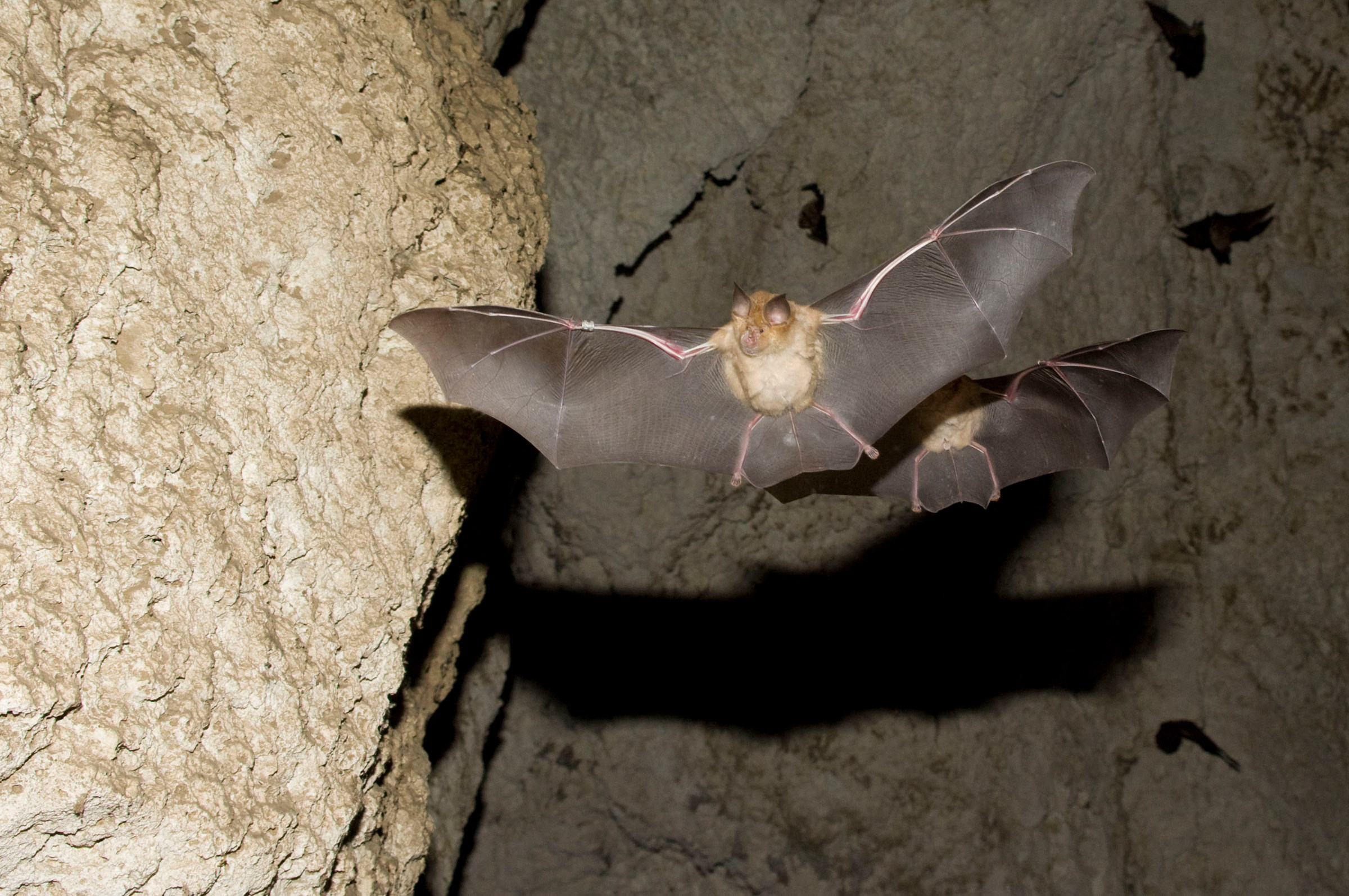 Meheley Hufeisennasen in einer Höhle