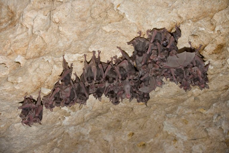 Giovani pipistrelli (ferro di cavallo di Mehely)