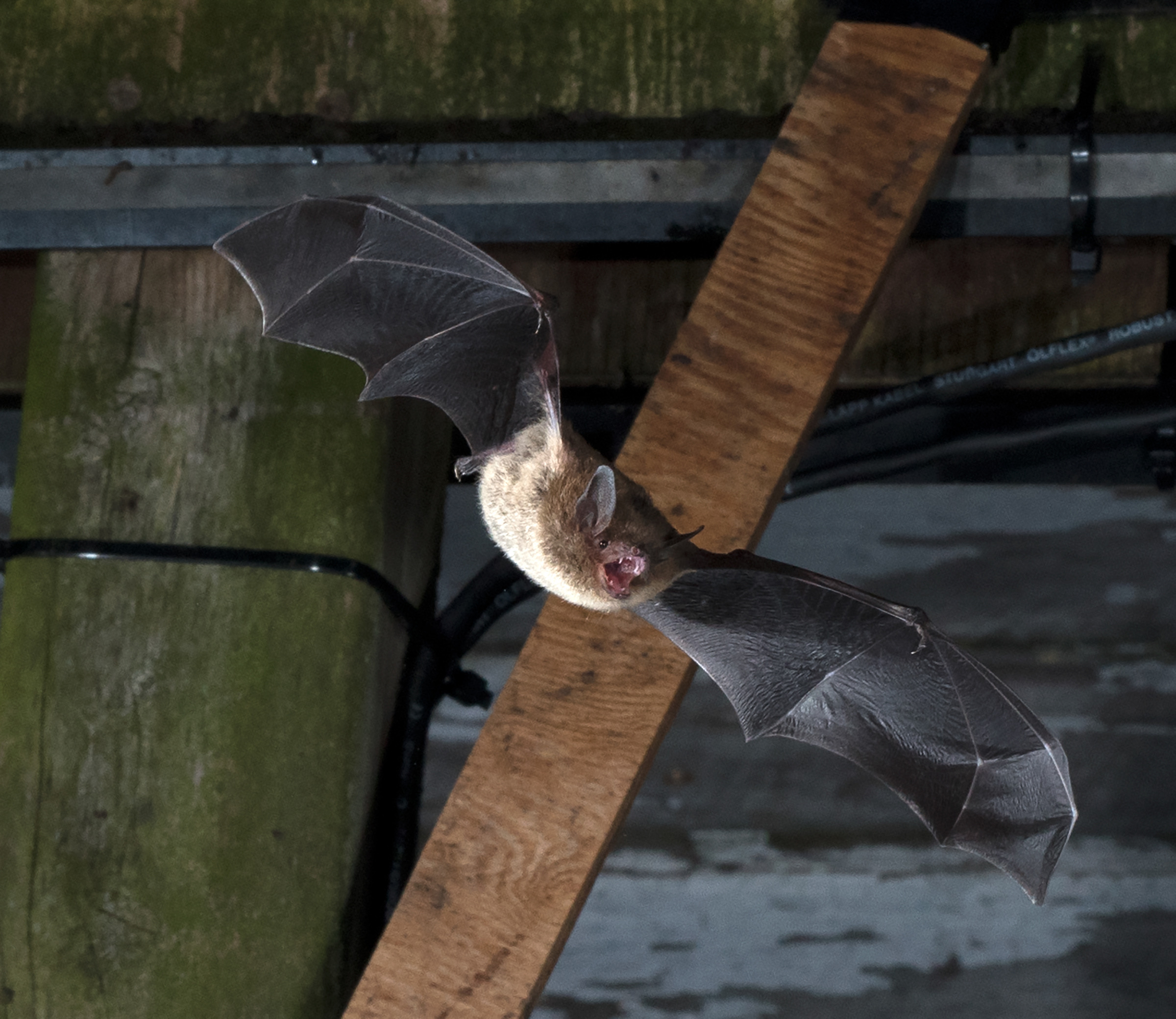 Kanadische Fledermausart Myotis lucifugus