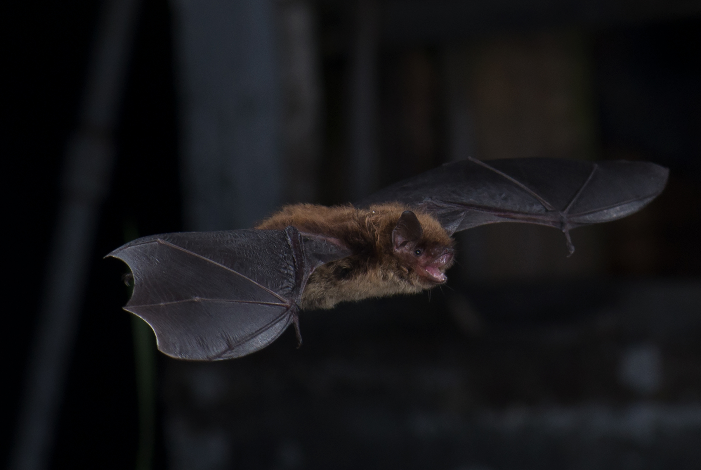 Une petite chauve-souris brune (Myotis lucifugus)