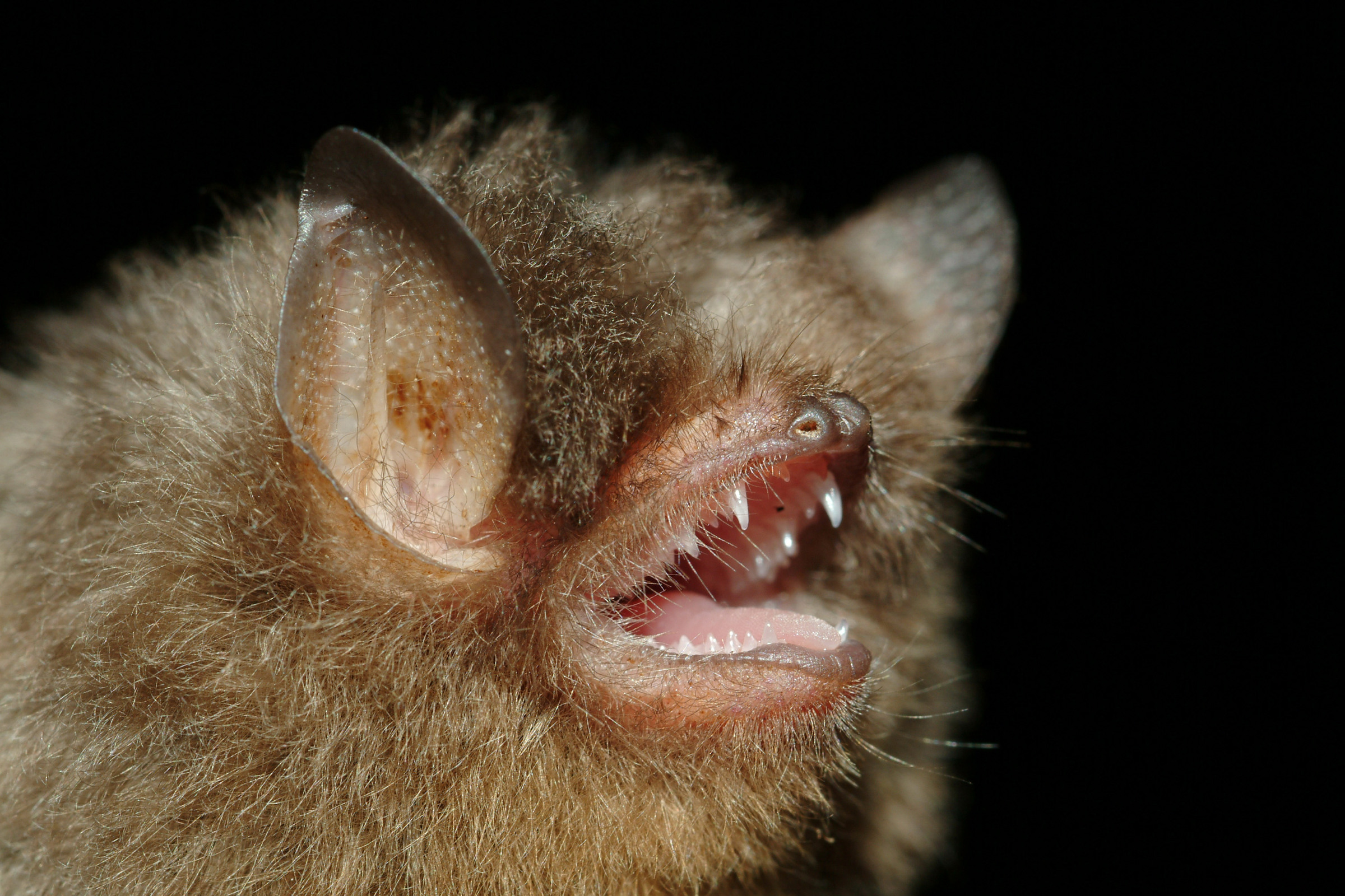 Wollfledermaus (Kerivoula titania)