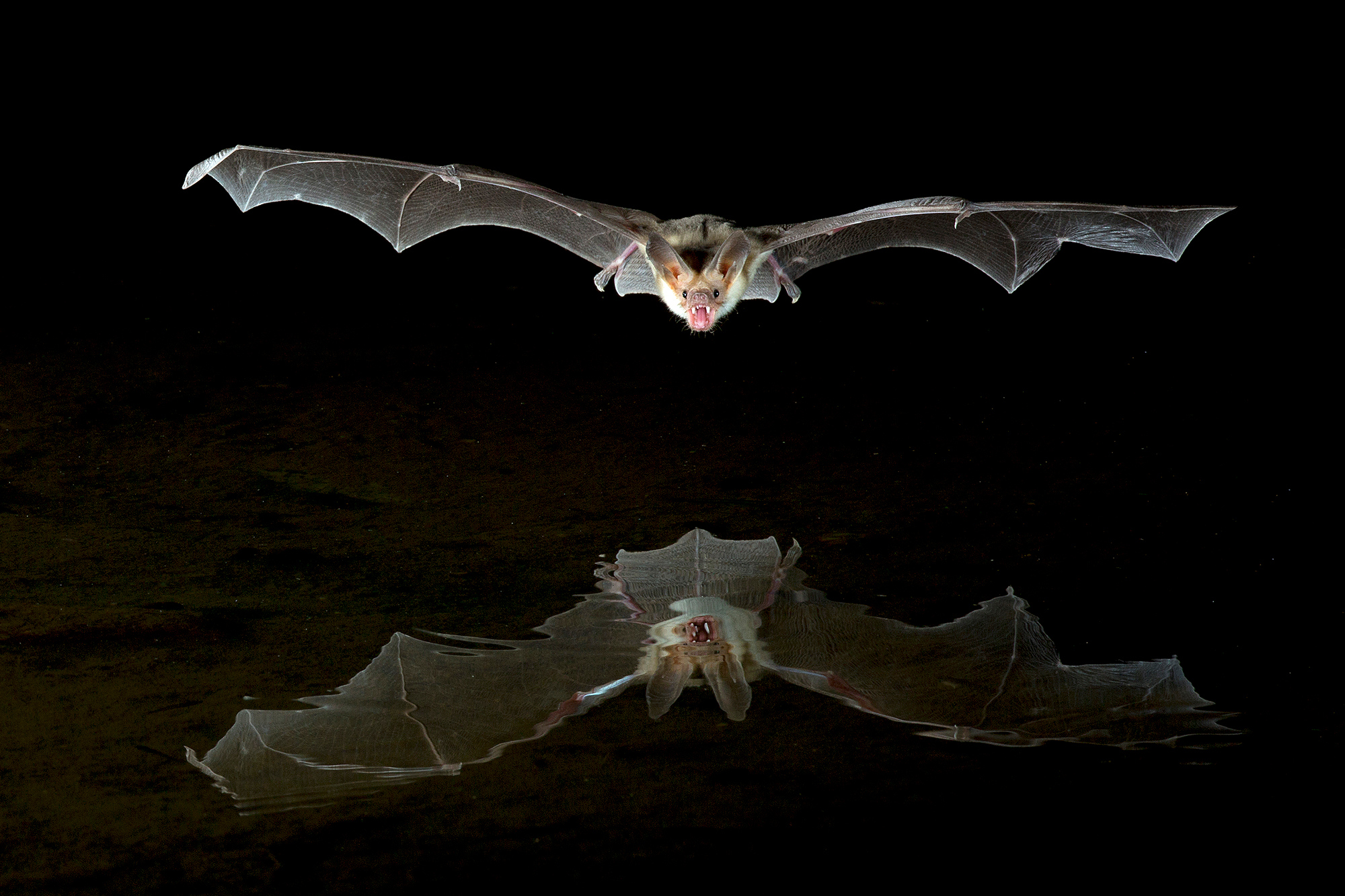 Un pipistrello pallido caccia sull'acqua